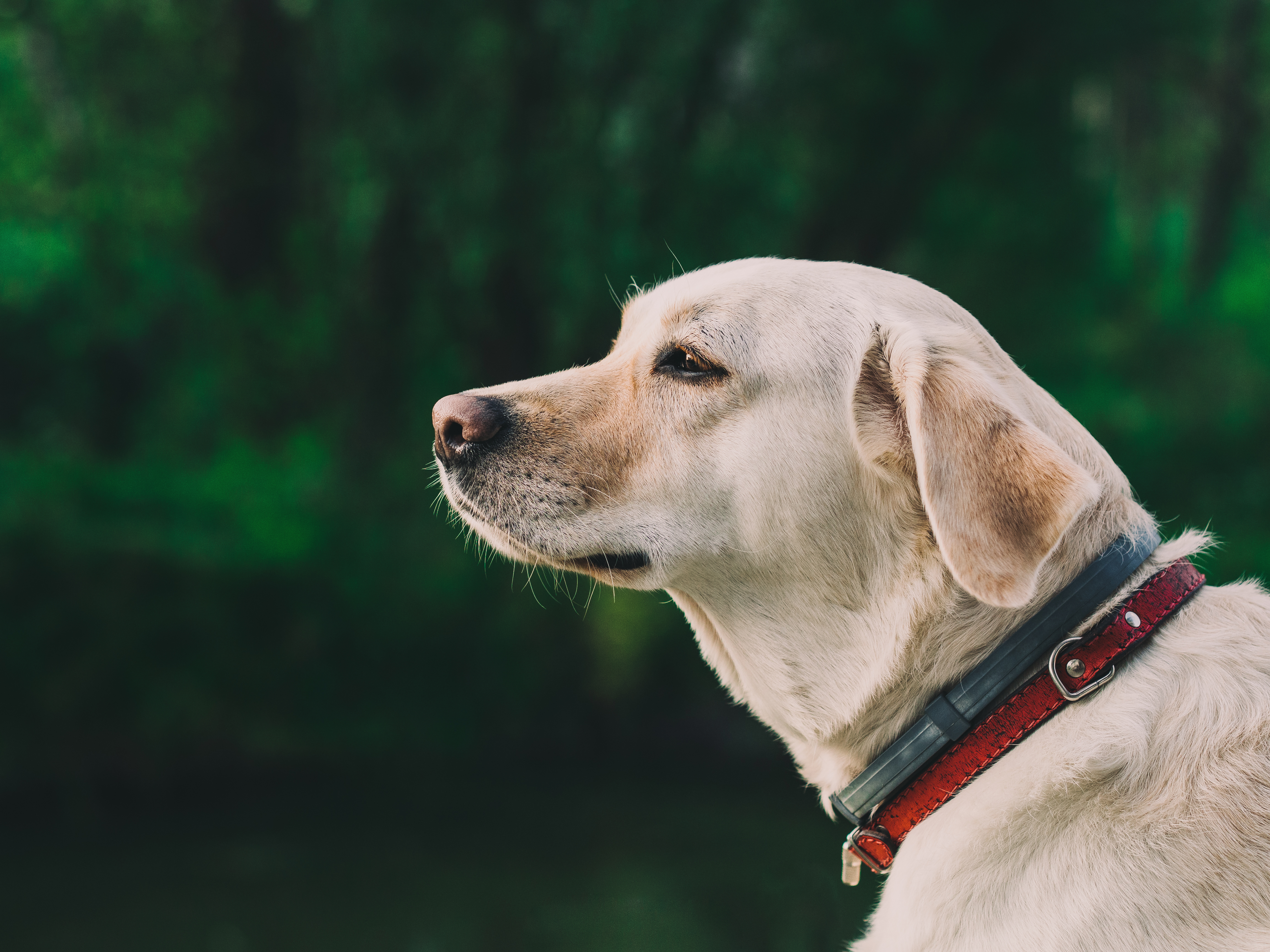Meaningful Ways To Keep Your Dog’s Collar After Death