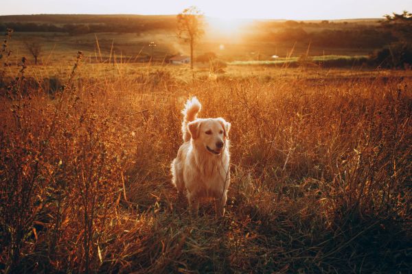 Five Beautiful Ways To Remember Your Golden Retriever After They Pass