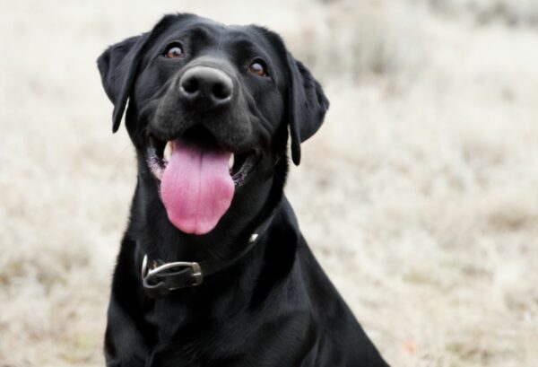 A picture of a beloved pet dog with its tongue out looking happy that will be used in their final resting place to commemorate their memory.